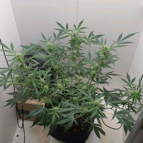 Banana kush cake growlog timeline photo