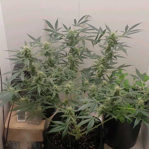 Banana kush cake growlog timeline photo