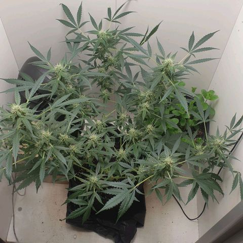 Banana kush cake growlog timeline photo