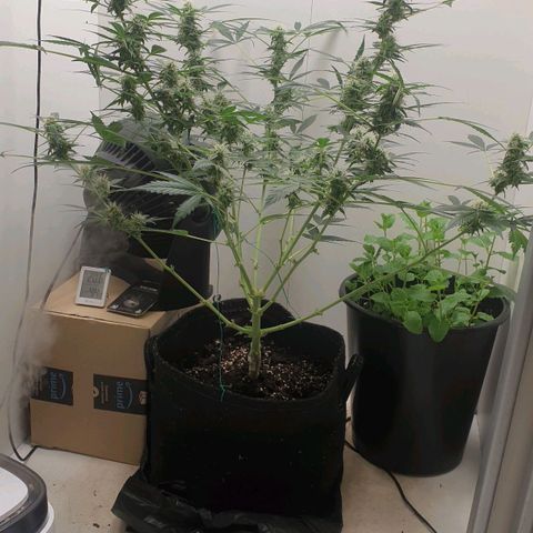 Banana kush cake growlog timeline photo