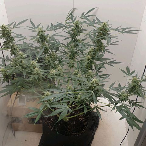 Banana kush cake growlog timeline photo
