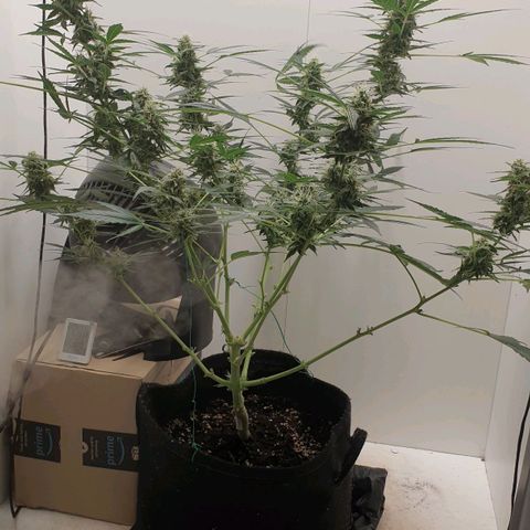 Banana kush cake growlog timeline photo