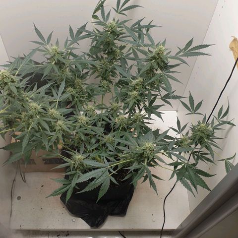 Banana kush cake growlog timeline photo