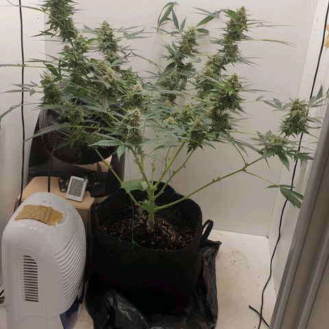 Banana kush cake growlog timeline photo