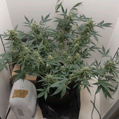Banana kush cake growlog timeline photo