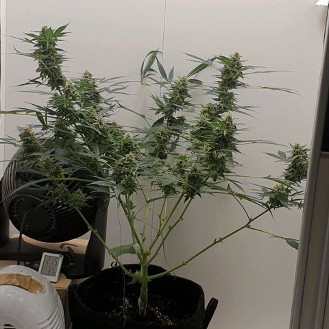 Banana kush cake growlog timeline photo