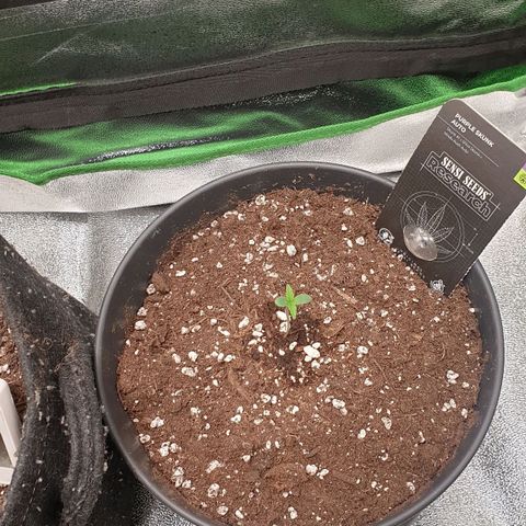 Purple Skunk Automatic growlog photo