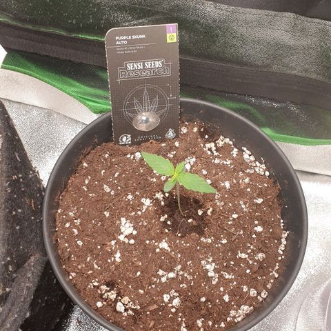 Purple Skunk Automatic growlog photo