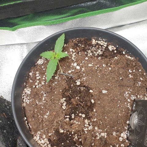 Purple Skunk Automatic growlog photo