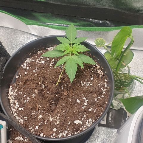 Purple Skunk Automatic growlog photo