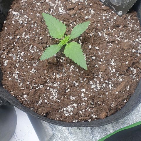 Caramellow Kush Automatic growlog timeline photo