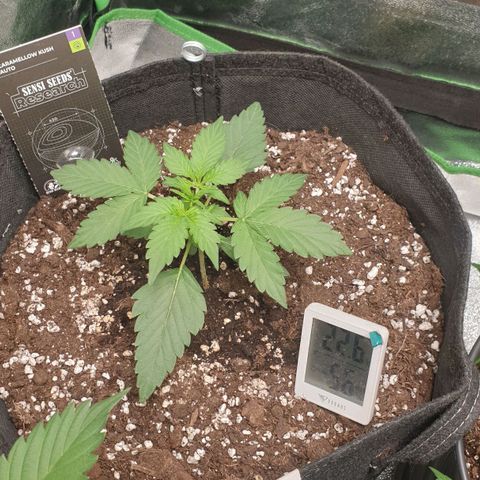 Caramellow Kush Automatic growlog timeline photo