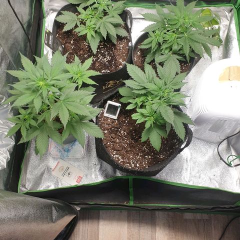 Caramellow Kush Automatic growlog timeline photo
