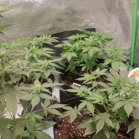 Caramellow Kush Automatic growlog timeline photo