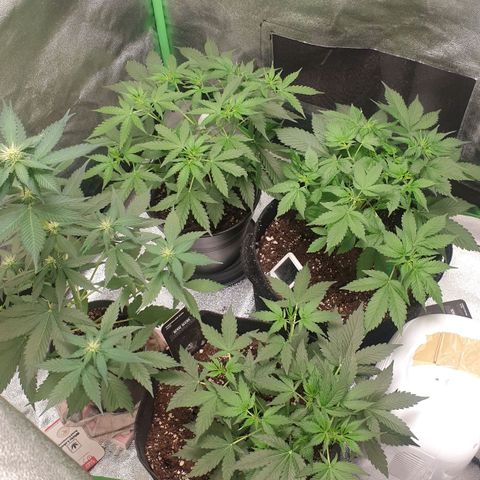 Caramellow Kush Automatic growlog timeline photo