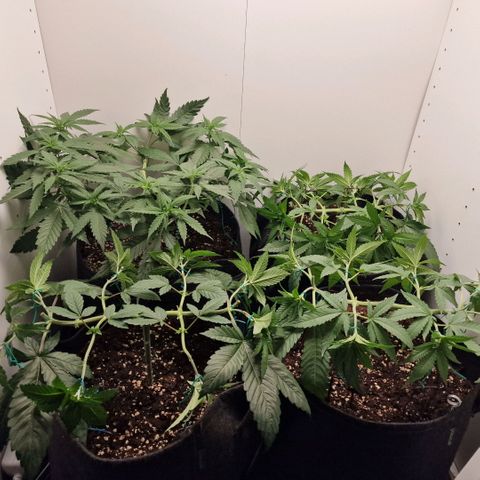 Sensi Purple Kush growlog timeline photo