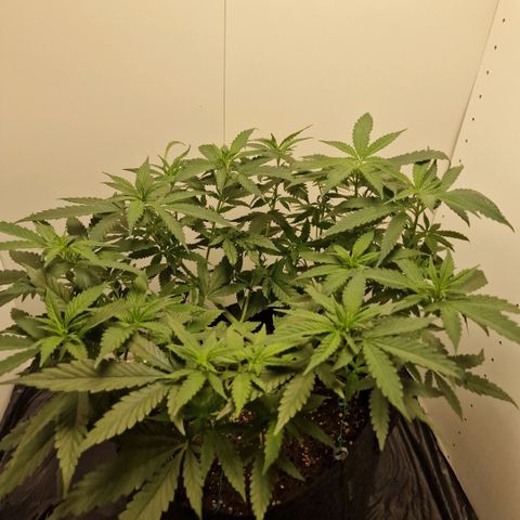 Sensi Purple Kush growlog timeline photo