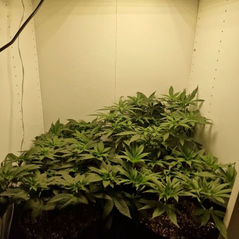 Sensi Purple Kush growlog timeline photo