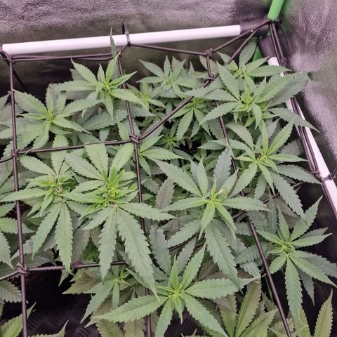Sensi Purple Kush growlog timeline photo