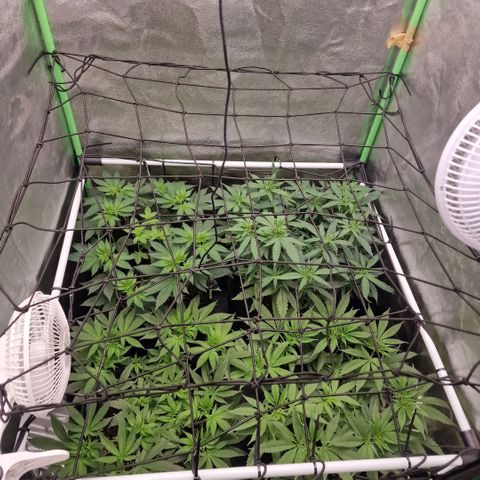 Sensi Purple Kush growlog timeline photo