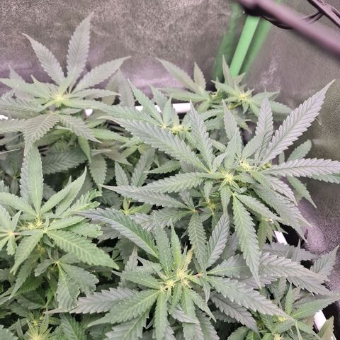 Sensi Purple Kush growlog timeline photo