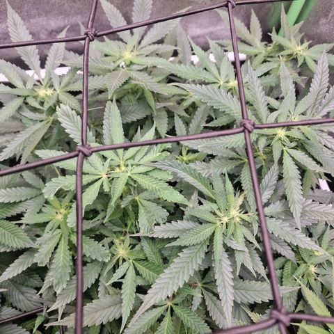 Sensi Purple Kush growlog timeline photo