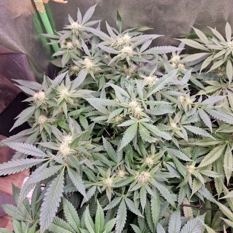 Sensi Purple Kush growlog timeline photo