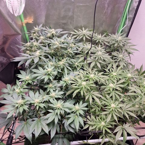 Sensi Purple Kush growlog timeline photo