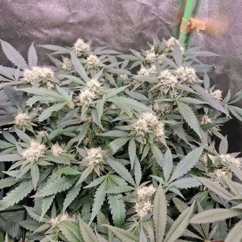 Sensi Purple Kush growlog timeline photo