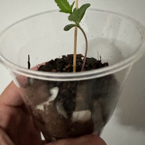 Apple Fritters growlog timeline photo