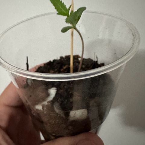 Apple Fritters growlog timeline photo