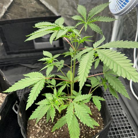 Apple Fritters growlog timeline photo