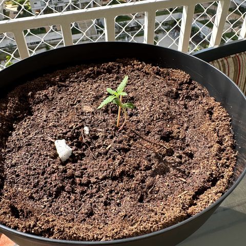 Apple Fritters growlog timeline photo
