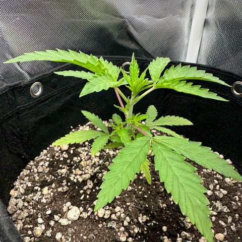 Apple Fritters growlog timeline photo