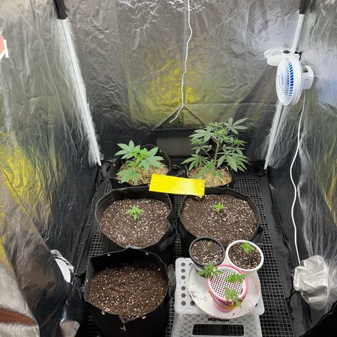 Apple Fritters growlog timeline photo