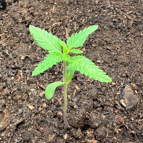 Apple Fritters growlog timeline photo