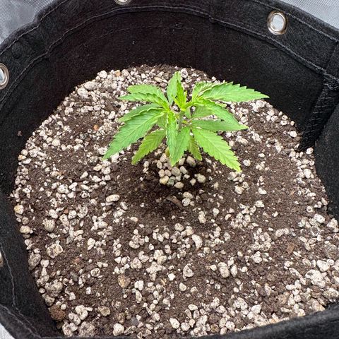 Apple Fritters growlog timeline photo
