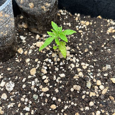 Apple Fritters growlog timeline photo