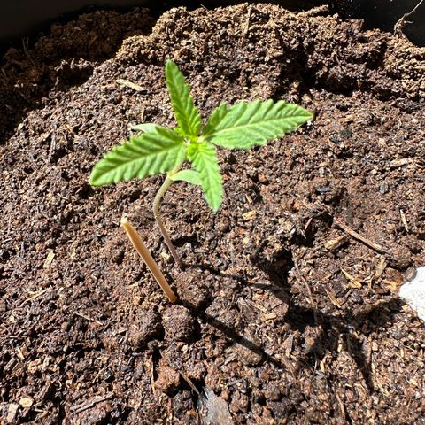 Apple Fritters growlog timeline photo
