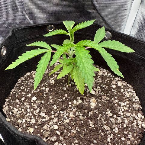 Apple Fritters growlog timeline photo