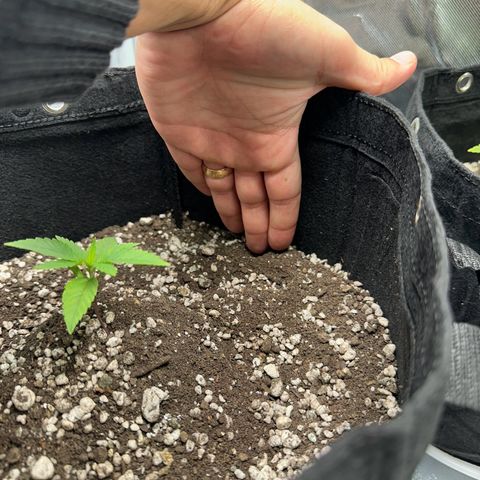 Genética X-1 growlog timeline photo
