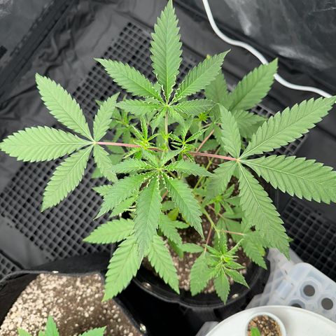 Apple Fritters growlog timeline photo