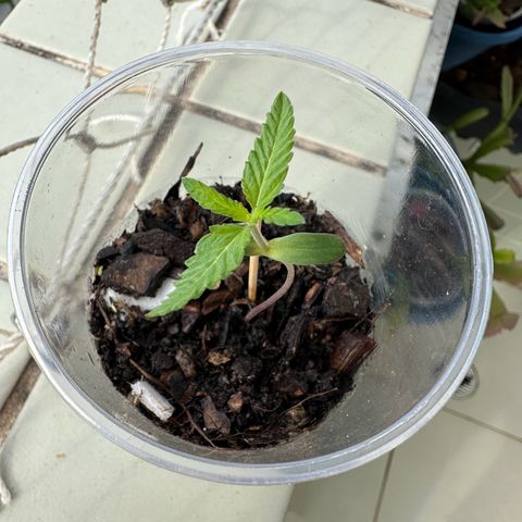 Apple Fritters growlog timeline photo