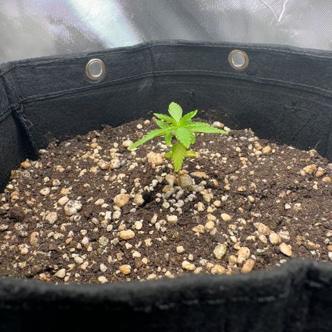 Apple Fritters growlog timeline photo
