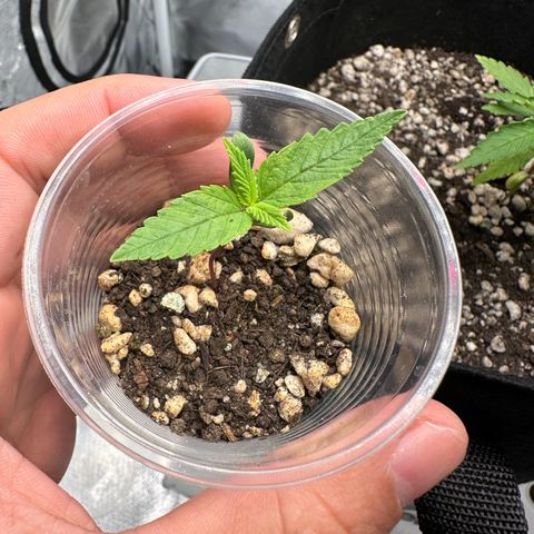 Genética X-1 growlog timeline photo