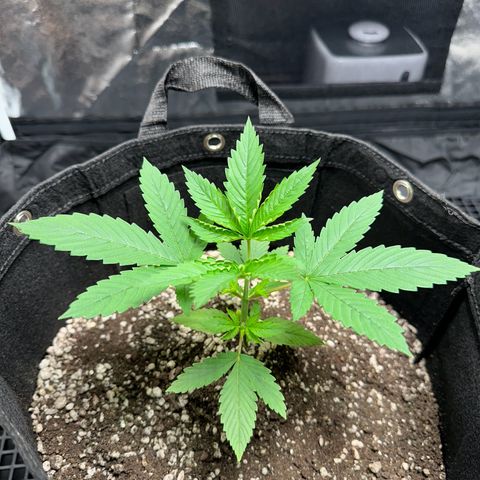 Genética X-1 growlog timeline photo