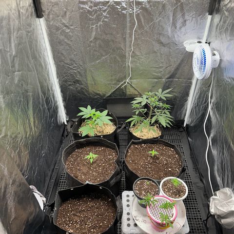 Genética X-1 growlog timeline photo