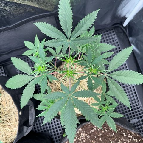 Apple Fritters growlog timeline photo