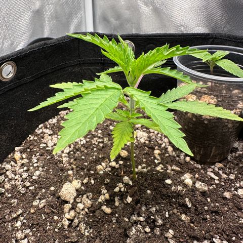 Apple Fritters growlog timeline photo