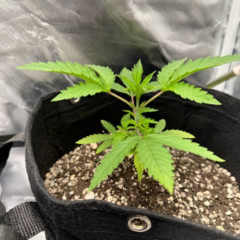 Apple Fritters growlog timeline photo